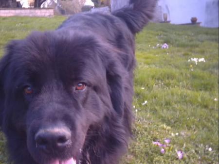voici mon terre-neuve,mon gros nounours que j'adoreeeeeeeeeeeeeeeeeeeeeeeeeeeee !!!!!!!